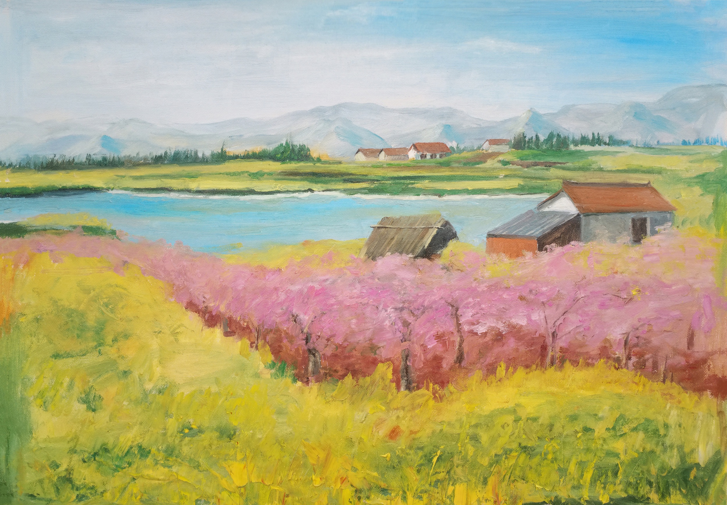 张思爽    汉中油菜花之一(油画)    70cm*50cm